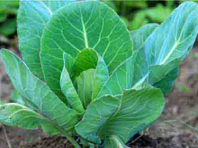 Pointed cabbage (hispi cabbage, hearted cabbage, sweetheart cabbage)