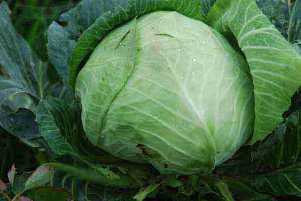 White cabbage (Cabbage)