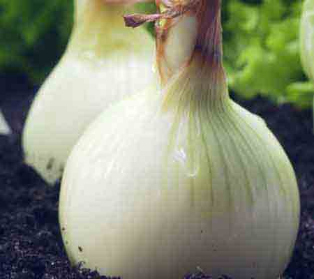 Onions (bulb onion, common onion)